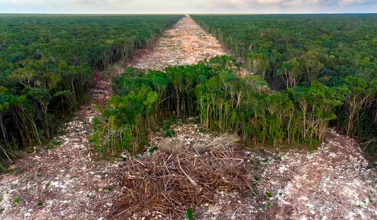 Foto de Fernando Constantino Martínez que mostra o caminho devastador de uma nova ferrovia turística em Paamul, Quintana Roo, México