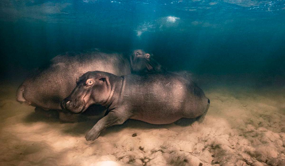 Mike Korostelev (Rússia) revela um hipopótamo (Hippopotamus amphibius) e seus dois filhotes descansando nas águas cristalinas de um lago raso da Baía de Kosi, no Parque do Pantano iSimangaliso, África do Sul