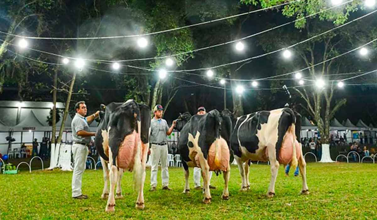 Animais na pista de julgamento