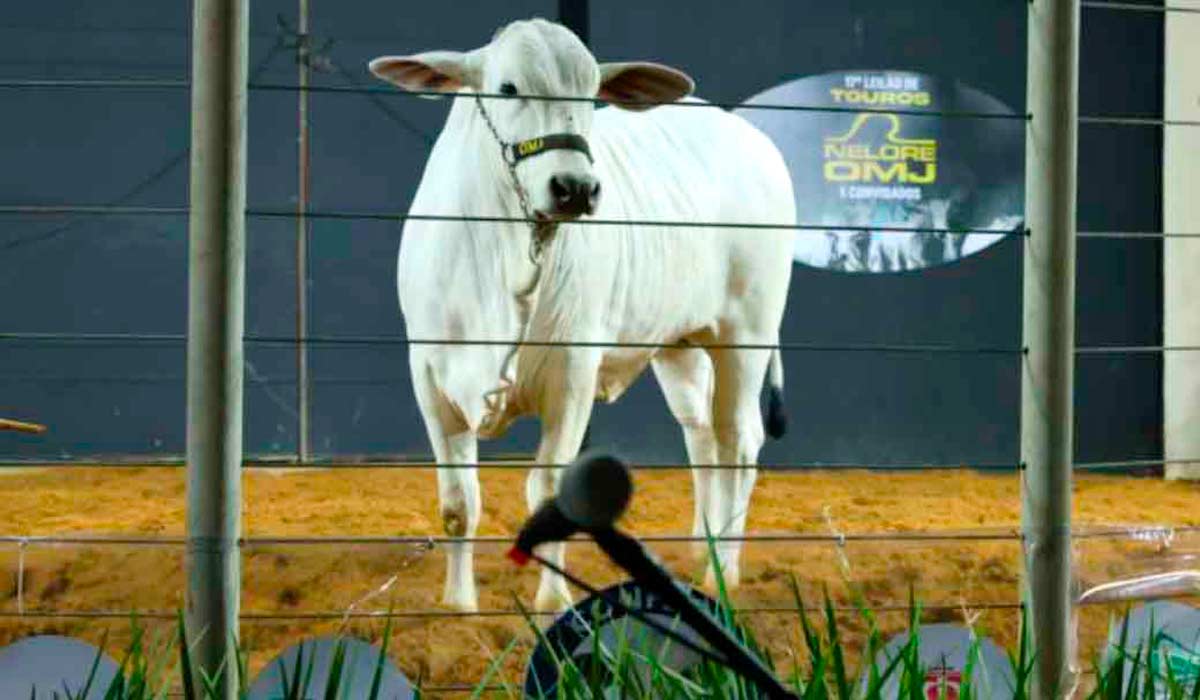 Leilão da Expomontes