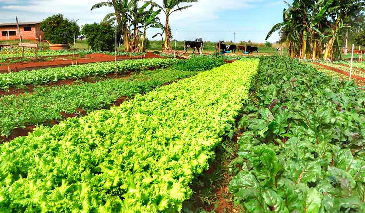 Produção orgânica de hortaliças