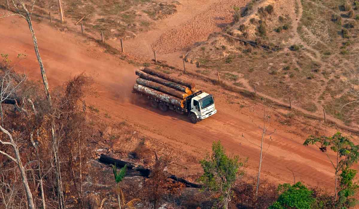 Exploração madeireira na região do Amacro, tríplice fronteira entre os estados brasileiros do Acre, Amazonas e Rondônia. Esta região tem sido submetida a desmatamento intensivo, ocupação ilegal de terras públicas, mineração, queimadas provocadas pelo homem e exploração madeireira extensiva - Foto: cedida por Bruno Kelly/Greenpeace