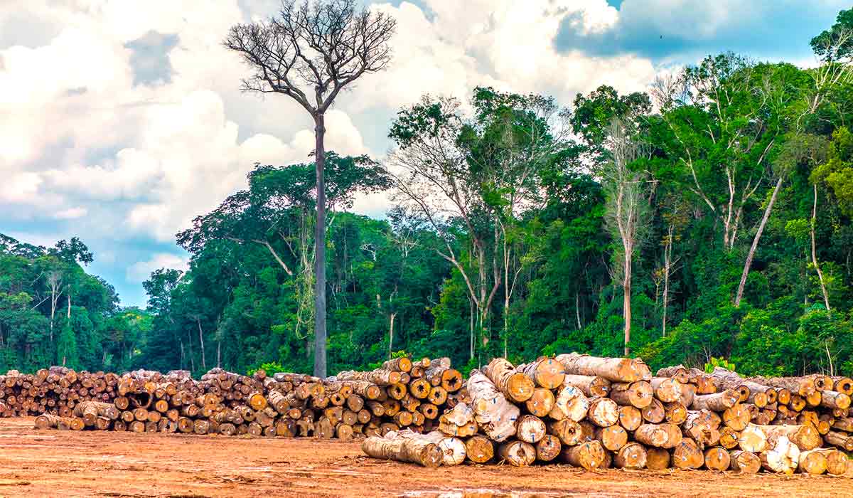 Retirada de madeira em Rondônia, com toras prontas para serem transportadas - Foto: cedida por Vicente Sampaio/Imaflora