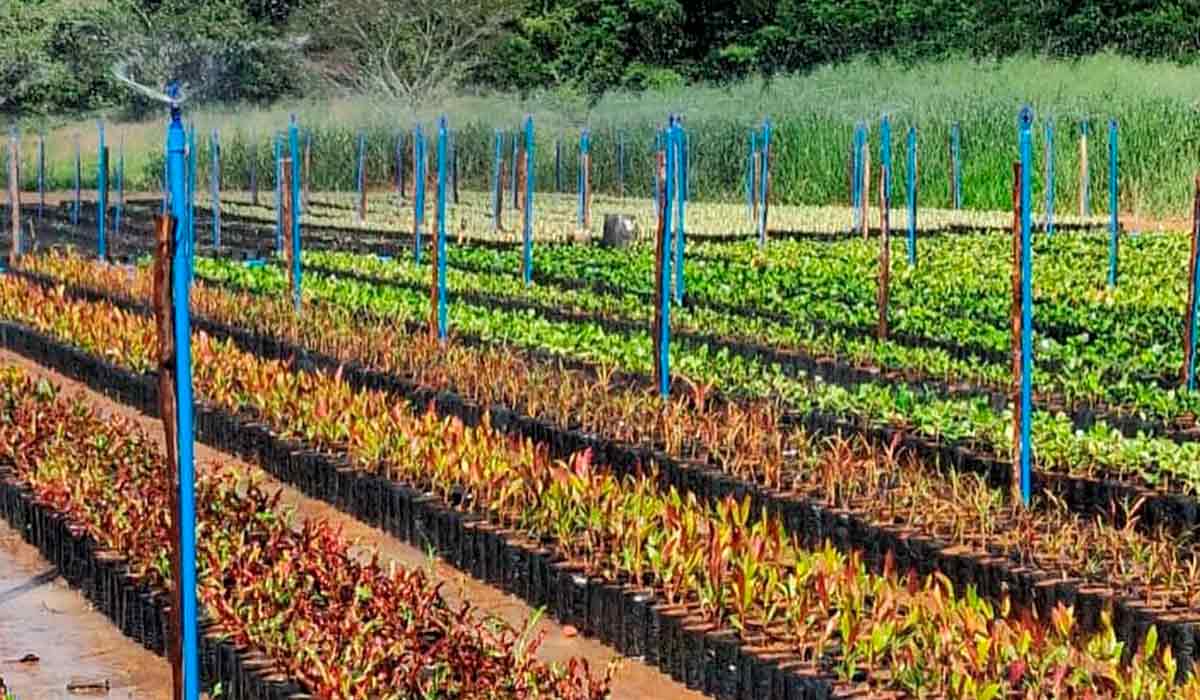 Viveiro de mudas em Dona Euzébia, MG