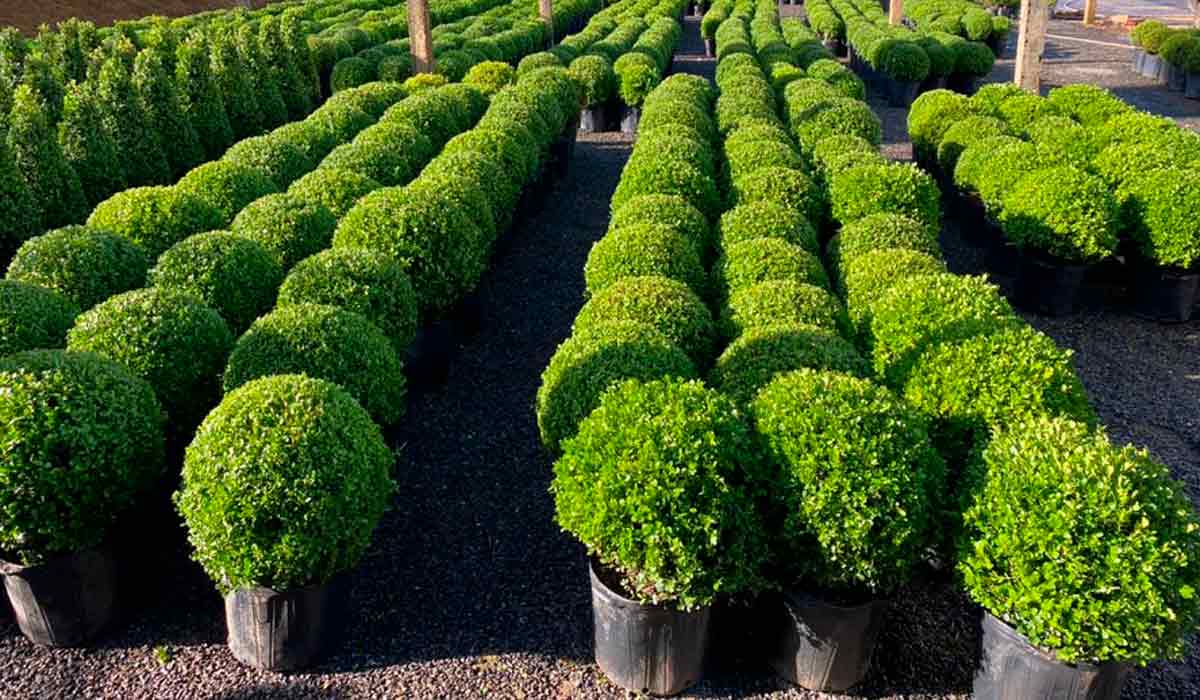 Mudas de buxinho (Buxus sempervirens)