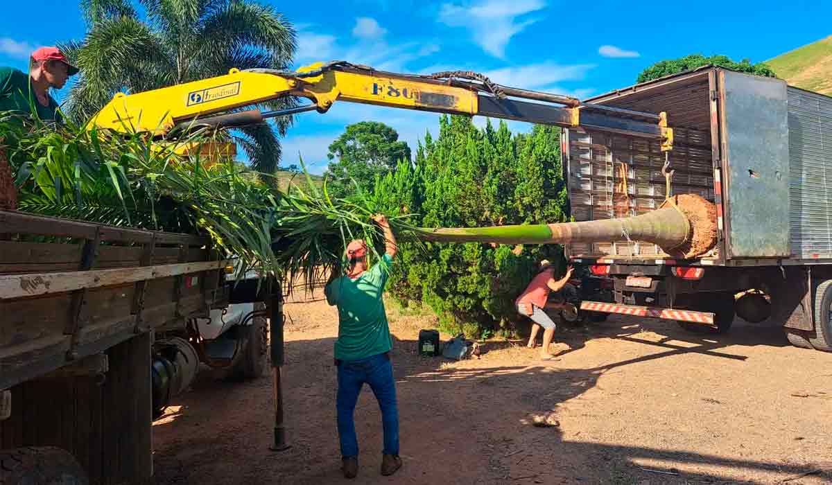 Mudas de grande porte também são produzidas em Dona Euzébia