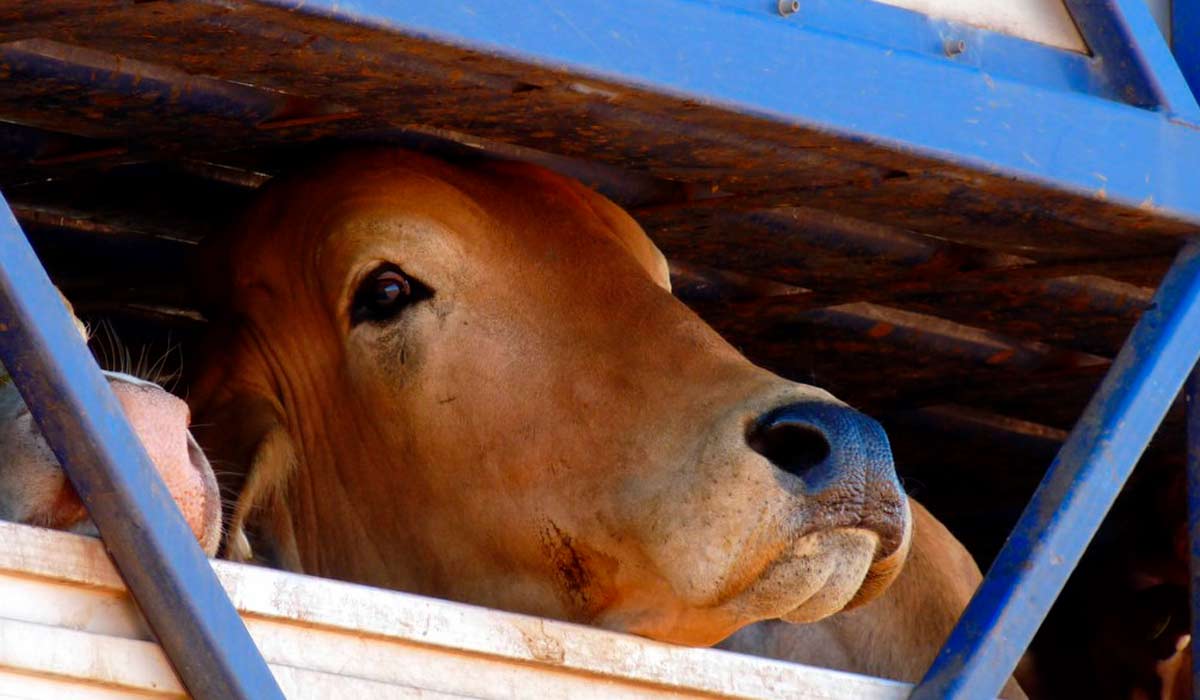 Além de violações sociambientais e trabalhistas, as gigantes do setor de exportação do 'gado em pé' acumulam denúncias de sofrimento animal, ligadas ao transporte dos bois vivos - Foto: Boobook48