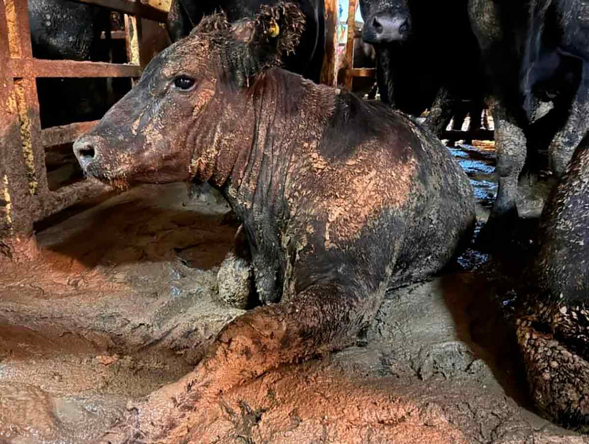 Navios de exportação de gado vivo passam semanas no mar em situação precária - Foto: Conselho Nacional de Sociedades para a Prevenção da Crueldade contra Animais