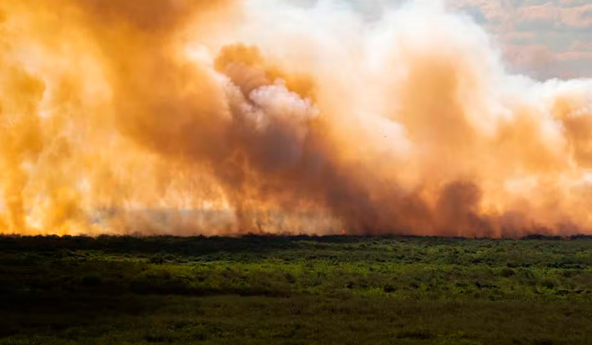 Fogo se espalha durante incêndio no Pantanal, em Corumbá (MS), em 2 de junho de 2024 - Foto: Guilherme Giovanni