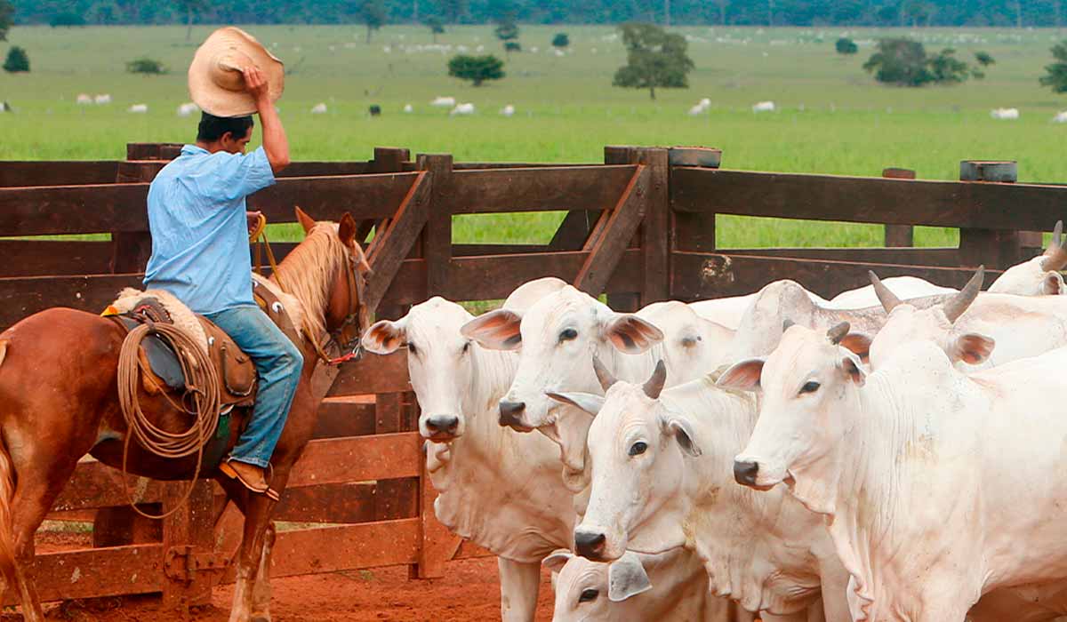 Trabalhador com a boiada no curral