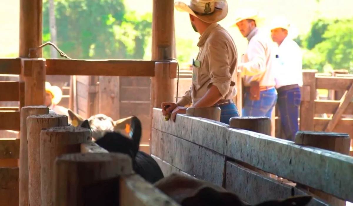 Trabalhadores no manejo do gado no curral