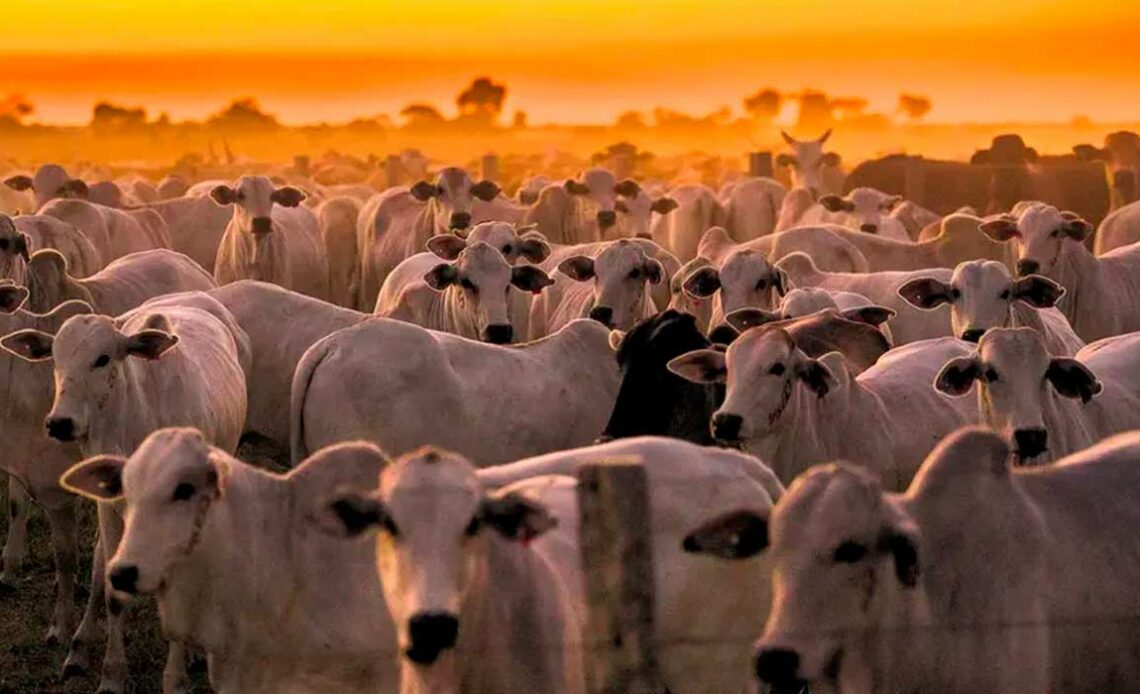 Gado no por do sol