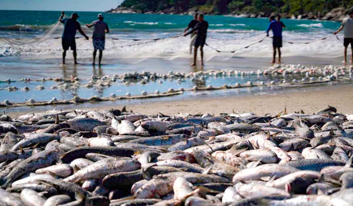 Pesca de tainhas no arrasto de praia - Foto: Ricardo Wolffenbuttel/Secom