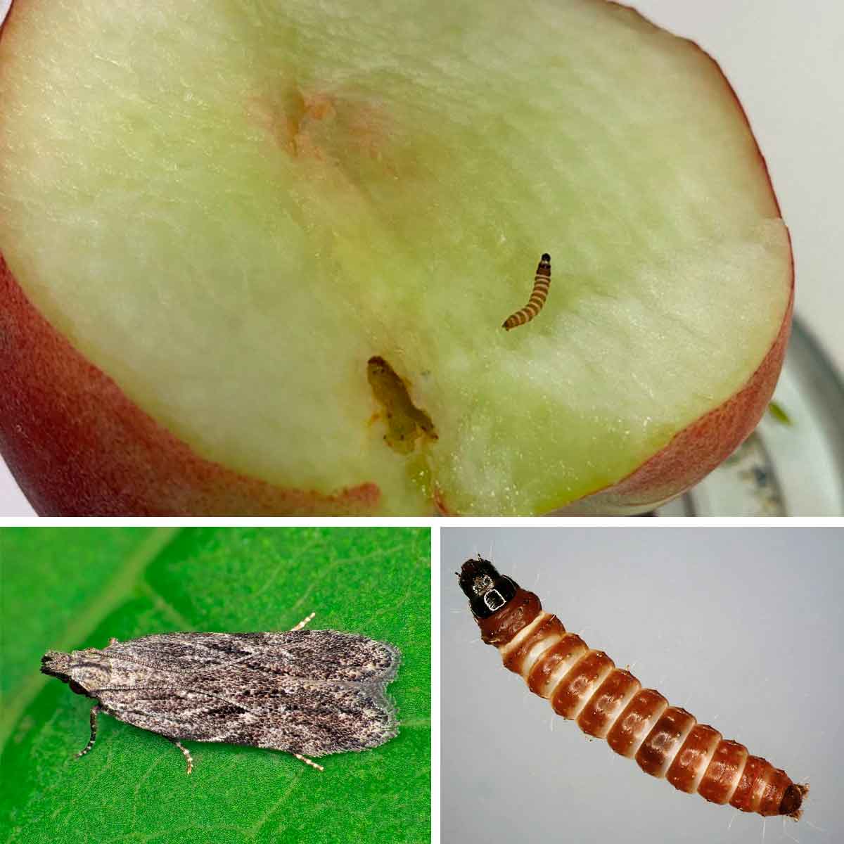 A broca Anarsia lineatella detectada pelo Vigiagro; A mariposa (inseto adulto); A broca ou lagarta em detalhe