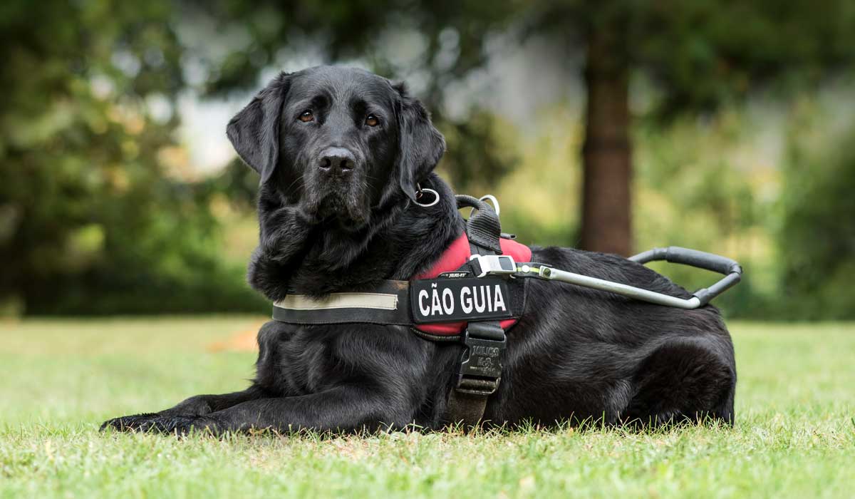 Belo exemplar de cão guia da raça labrador