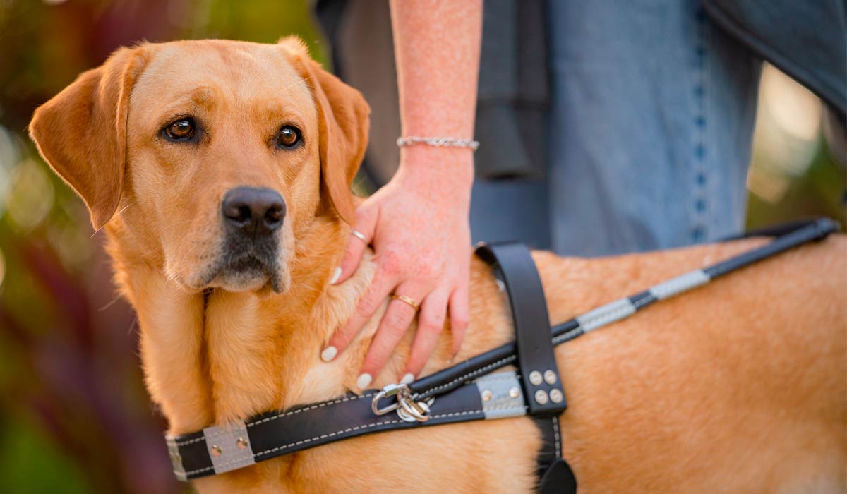 Labrador retriever