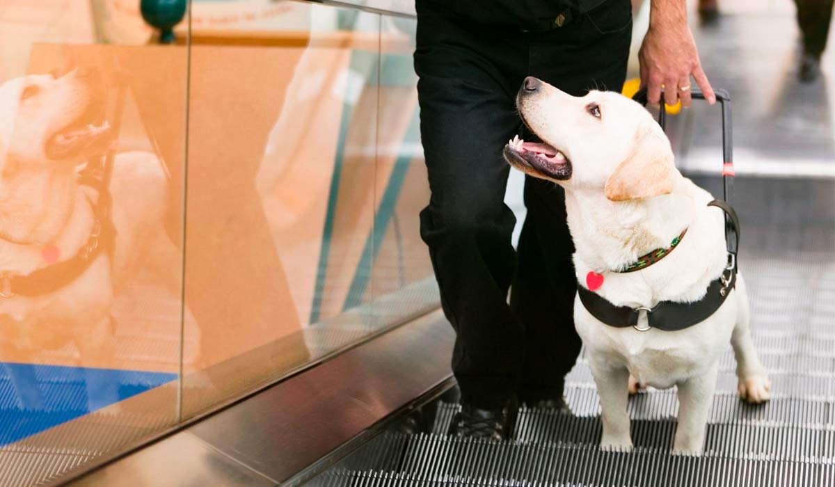 Cão guiando seu tutor numa escada rolante