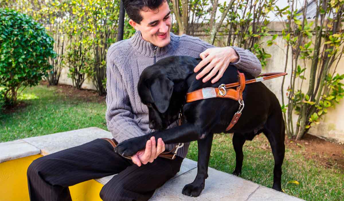 Deficientes visuais desenvolvem forte laço afetivo com seus cães-guia. A relação entre um deficiente visual com seu cão-guia é construída ao longo dos anos. É diferente de um bicho de estimação. No dia a dia, se aprende a entender o sentimento um do outro