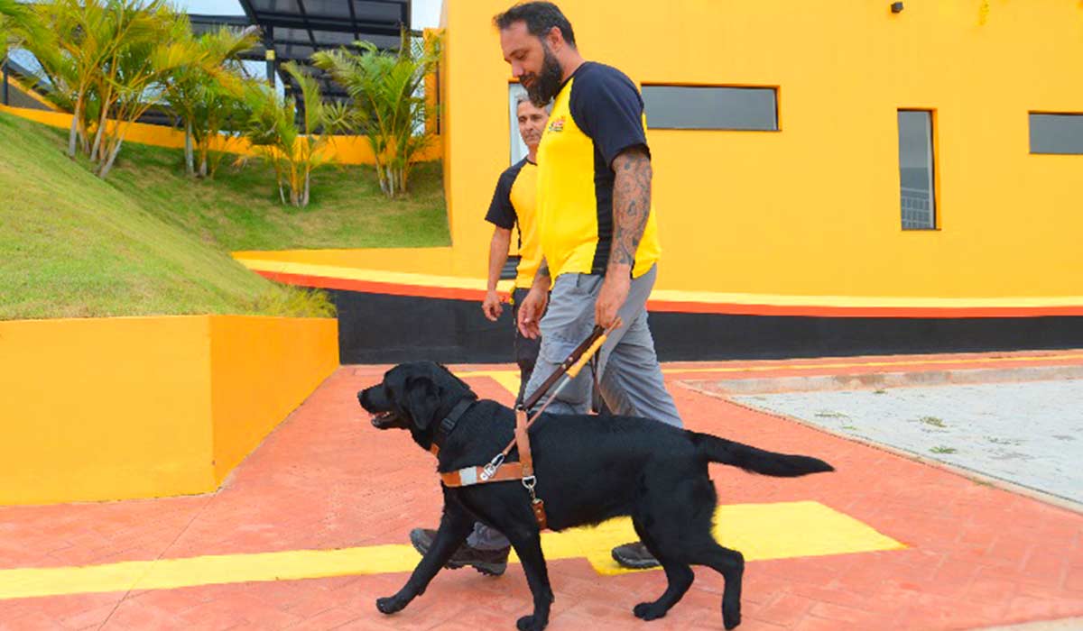 Cão em período de instrução