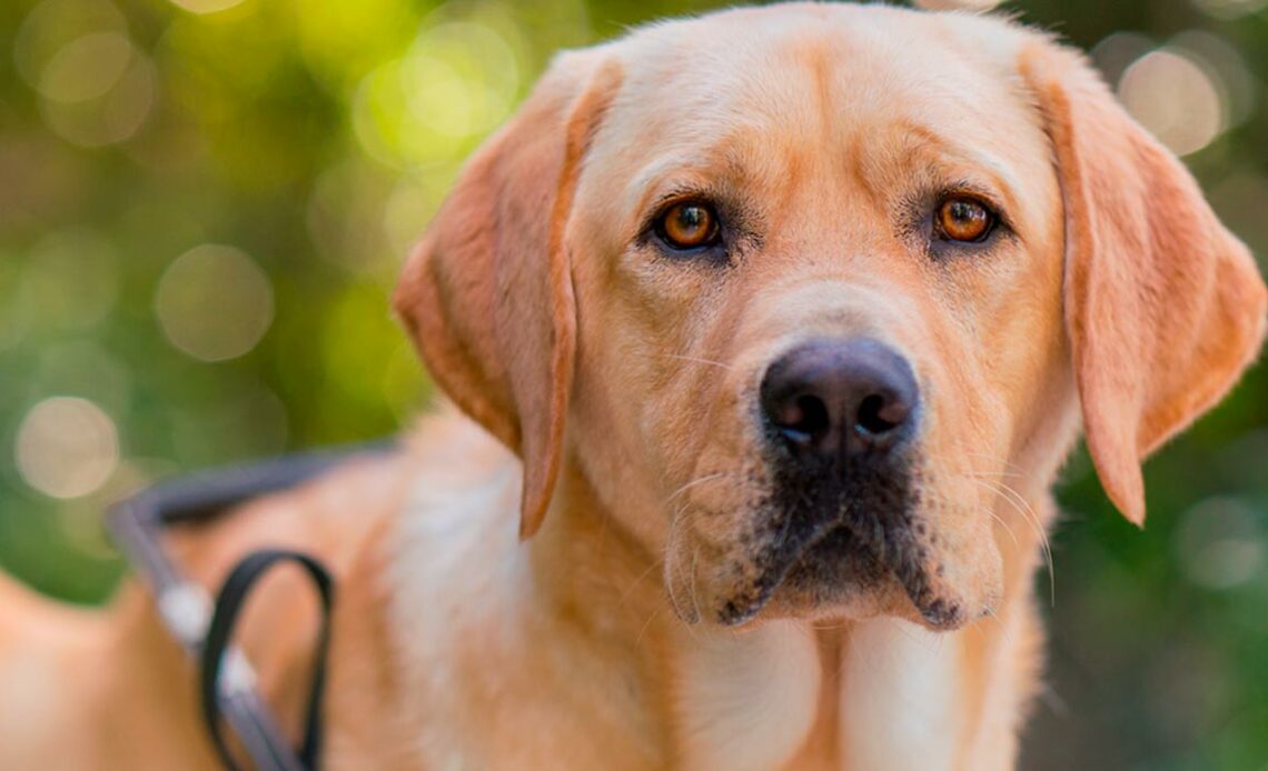 Cão guia da raça labrador