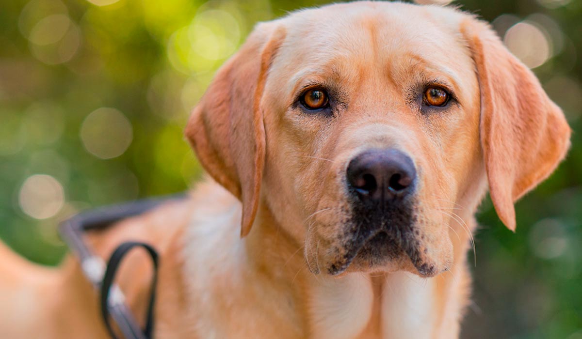 Cão guia da raça labrador