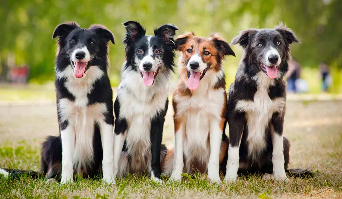 Animais da raça border collie