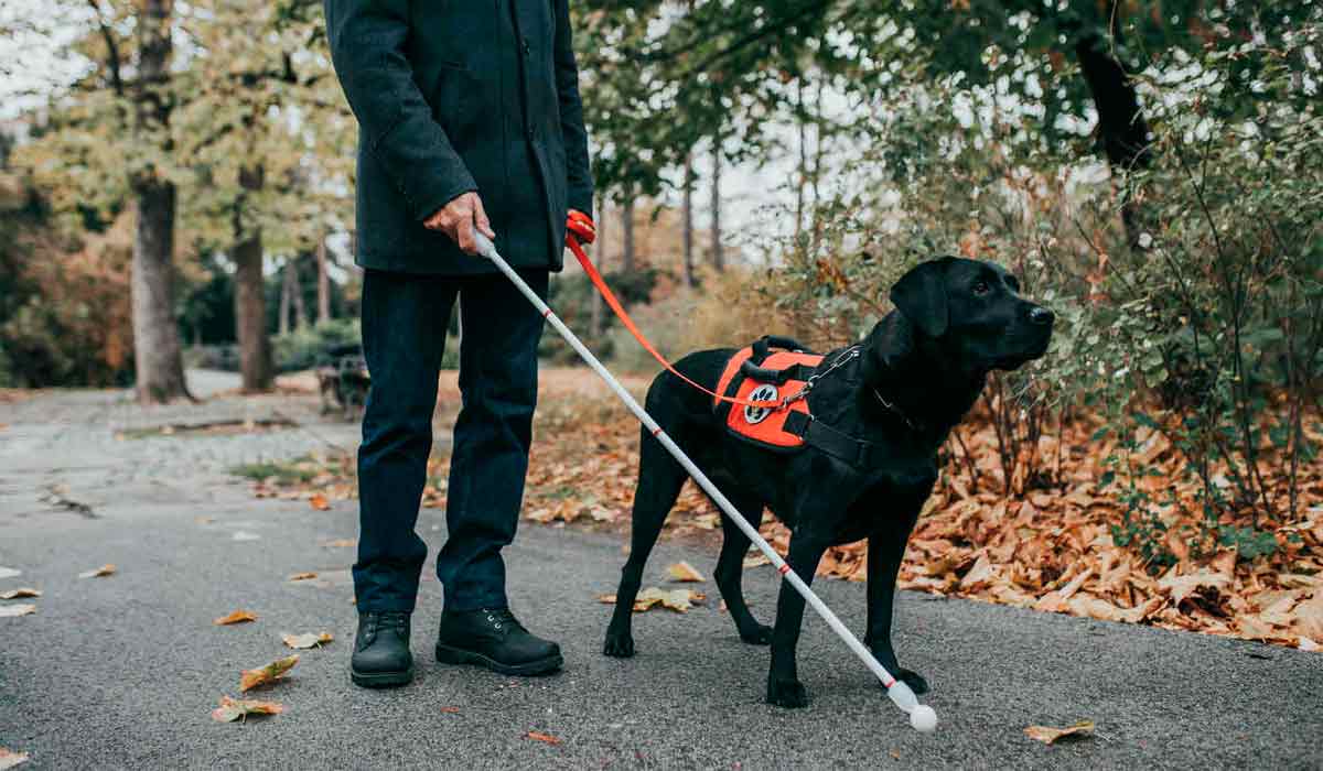 Cão guia em ação conduzindo um deficiente visual