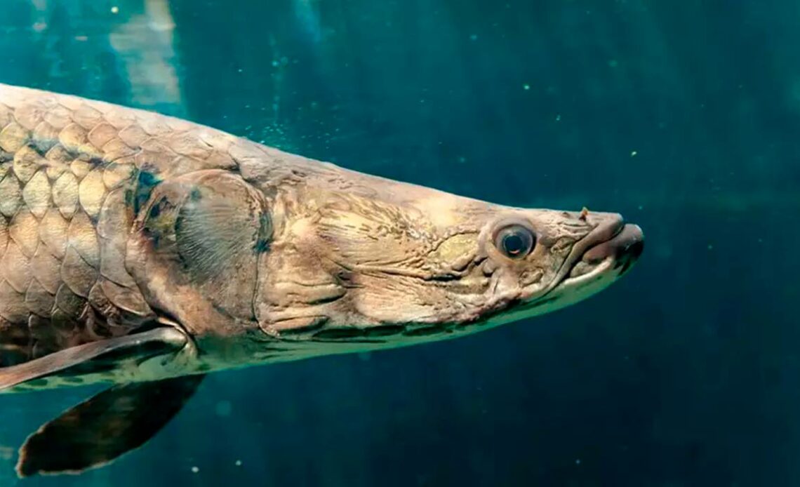 Pirarucu (Arapaima gigas)