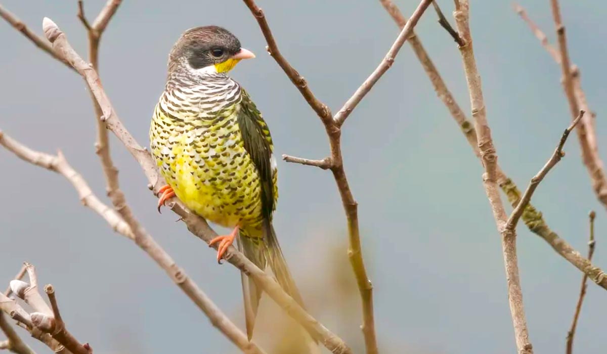 Tesourinha-da-mata (Phibalura flavirostris). A espécie considerada rara em seu habitat natural, nas bordas da mata, já foi registrada na Serra do Gandarela