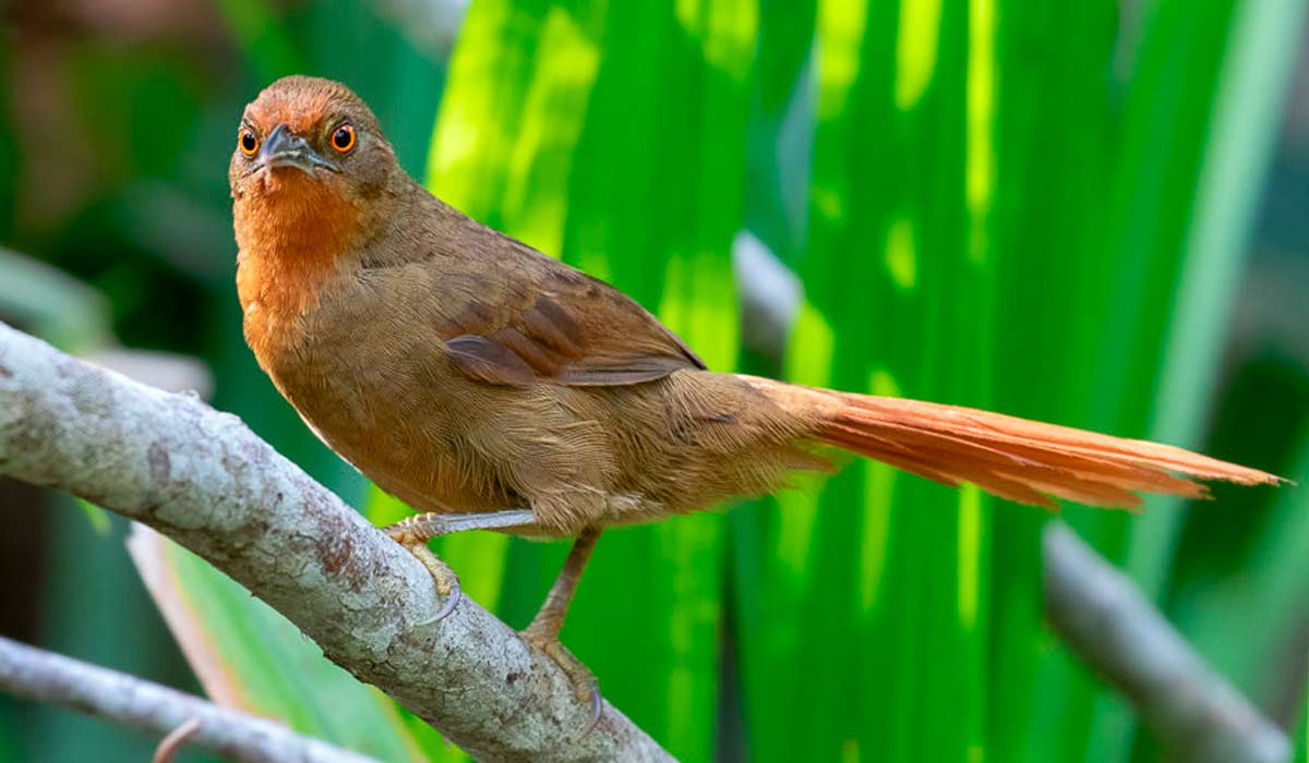 João-botina-da-mata (Phacellodomus erythrophthalmus), recebe este nome devido ao fato de construir seus ninhos de graveto em forma de botina, também encontrado na Serra do Gandarela