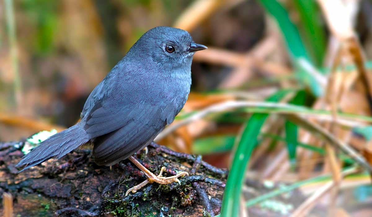 Tapaculo Serrano (Scytalopus petrophilus) habita áreas rochosas e arbustivas em altas altitudes da Serra do Gandarela onde forrageia pulando no chão