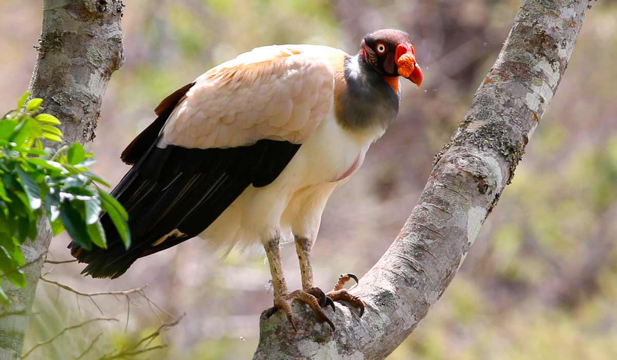 Urubu rei (Sarcoramphus papa) - Foto: Daniel S. Santos