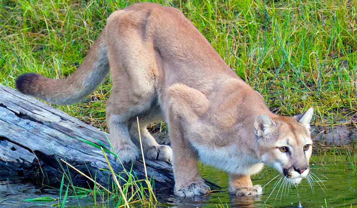 Onça parda (Puma concolor)