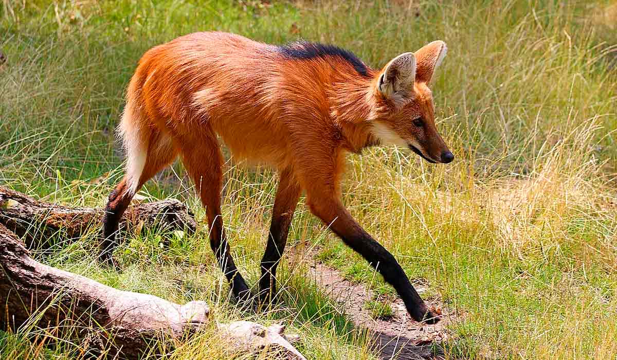 Lobo guará (Chrysocyon brachyurus)