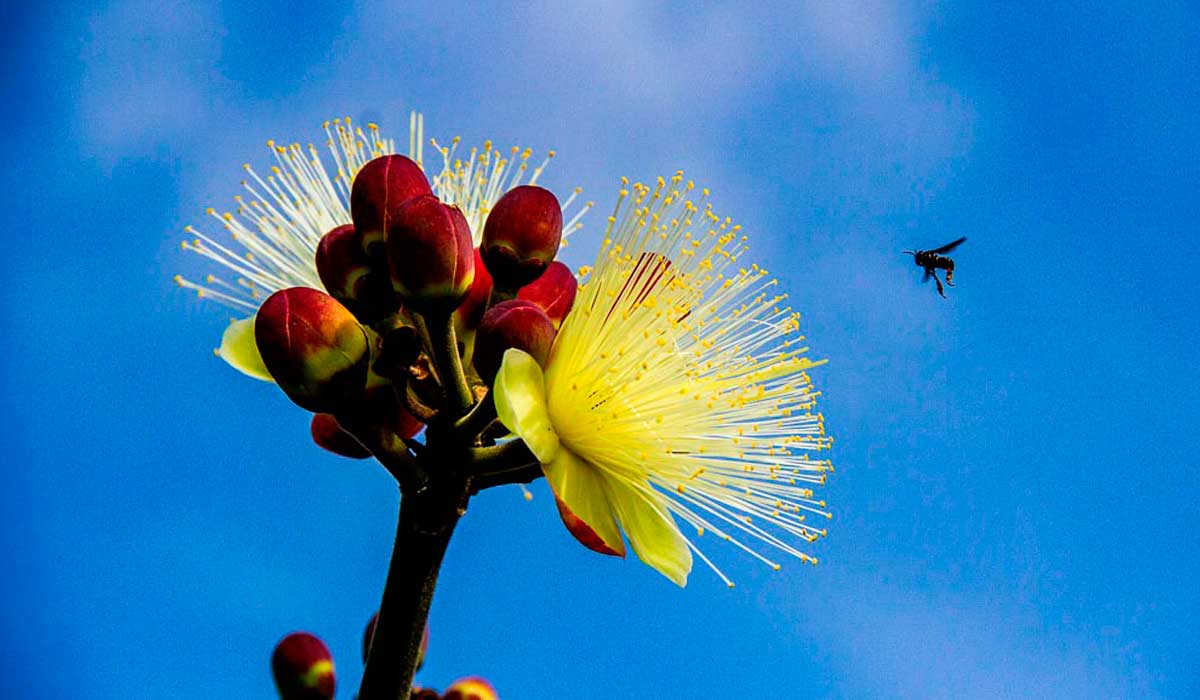 Floração do Pequi (Caryocar brasiliense) típico do bioma cerrado - Foto: Robson de Oliveira