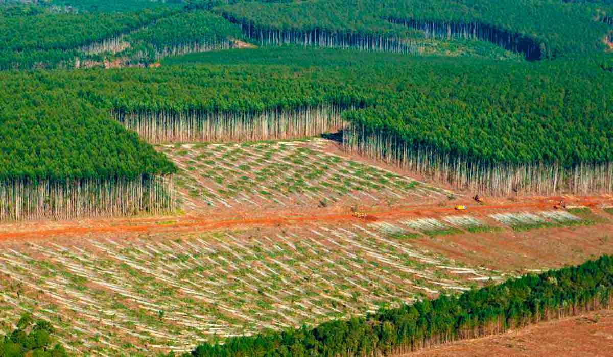 Com mais de 10 milhões de hectares de florestas plantadas, o Brasil vem demonstrando a cada ano o seu potencial neste segmento