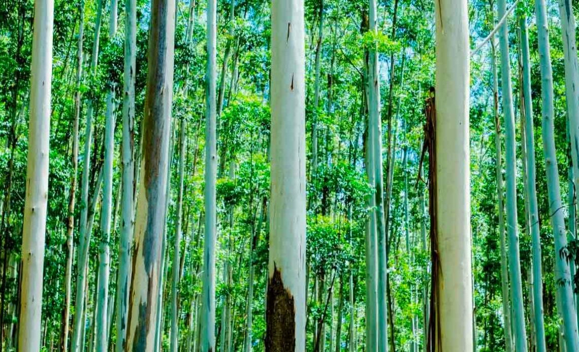 Floresta plantada de eucalipto