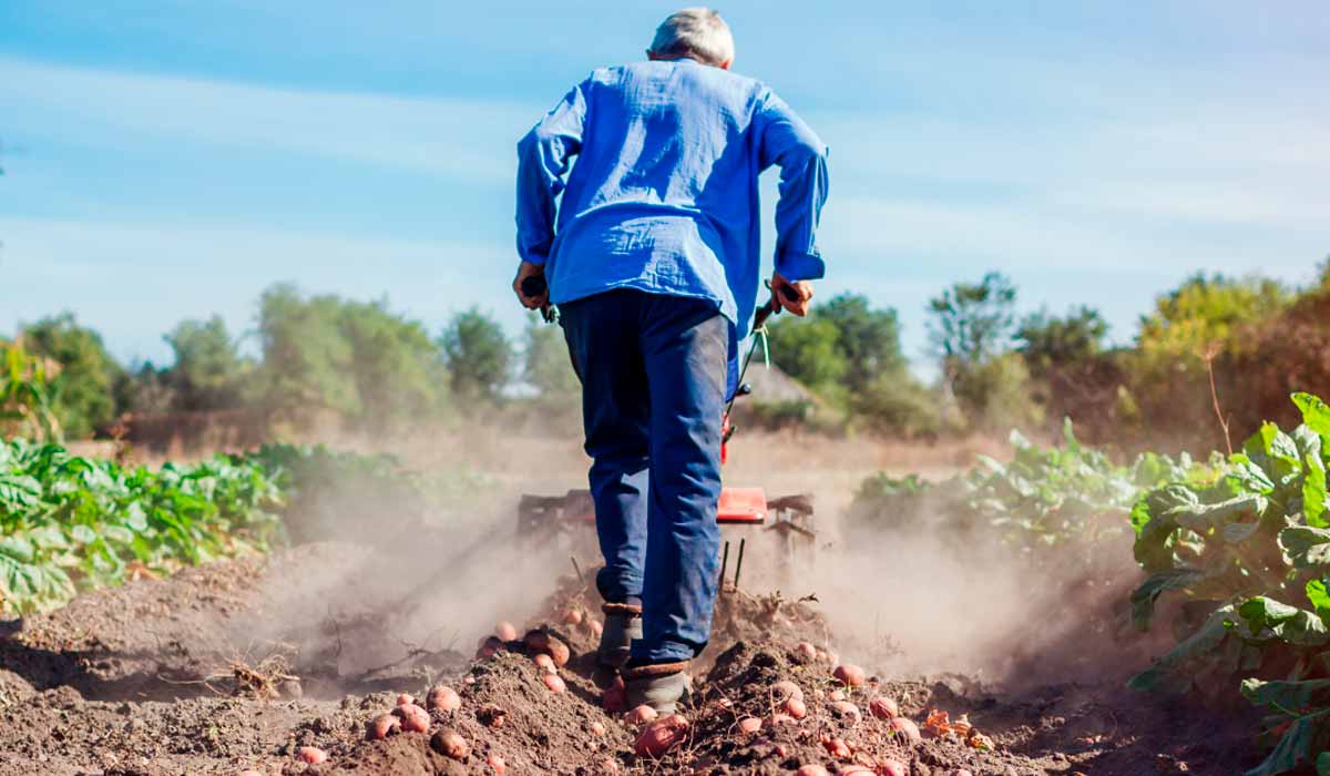 Trabalhador rural na colheita de batatas