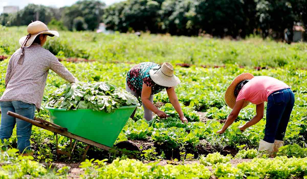 O trabalhador garante a produção de alimentos de alta qualidade e seguros para o consumo