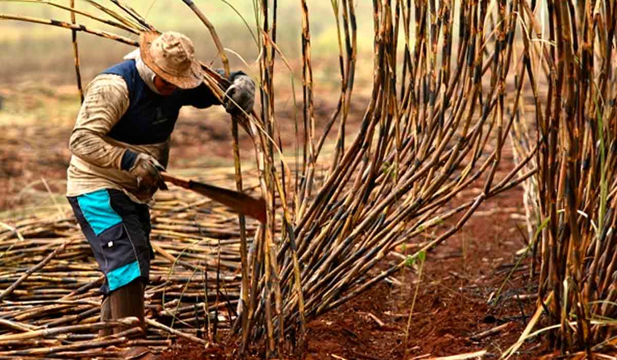 Trabalhador rural na plantação de cana de açúcar