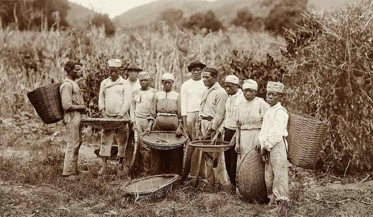 Escravizados em uma fazenda de café em 1882 - Foto: Wikimedia Commons