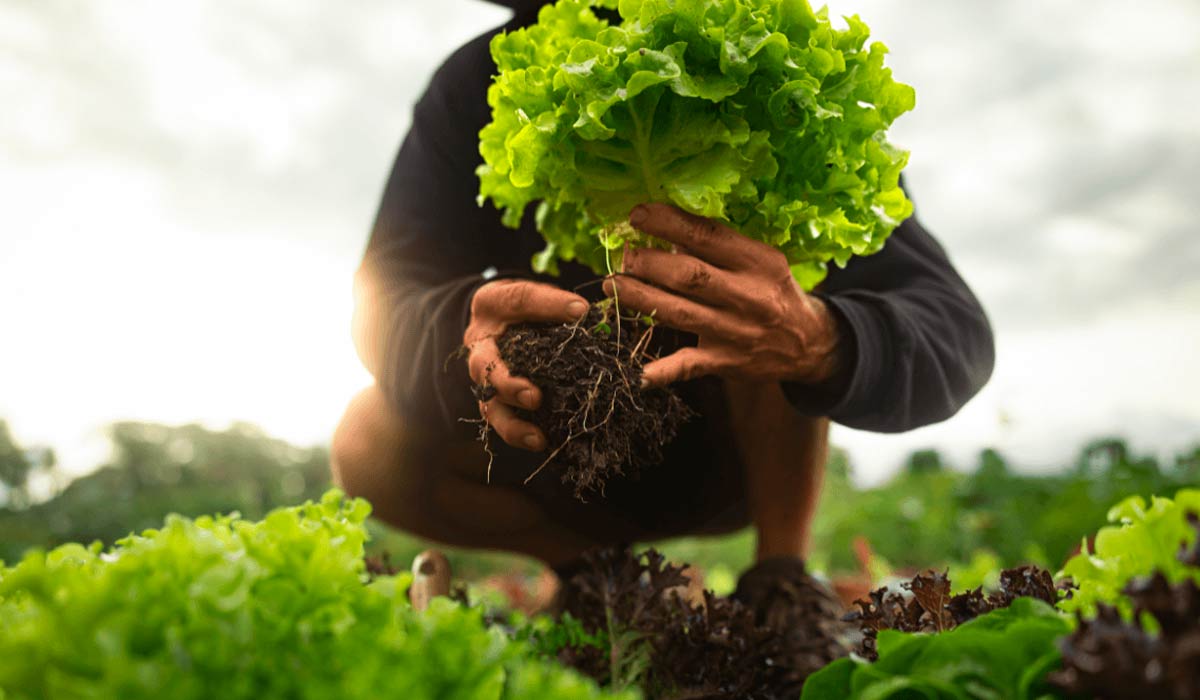 Produção orgânica está cada vez mais valorizada e o trabalhador rural tem que acompanhar as novas tendências