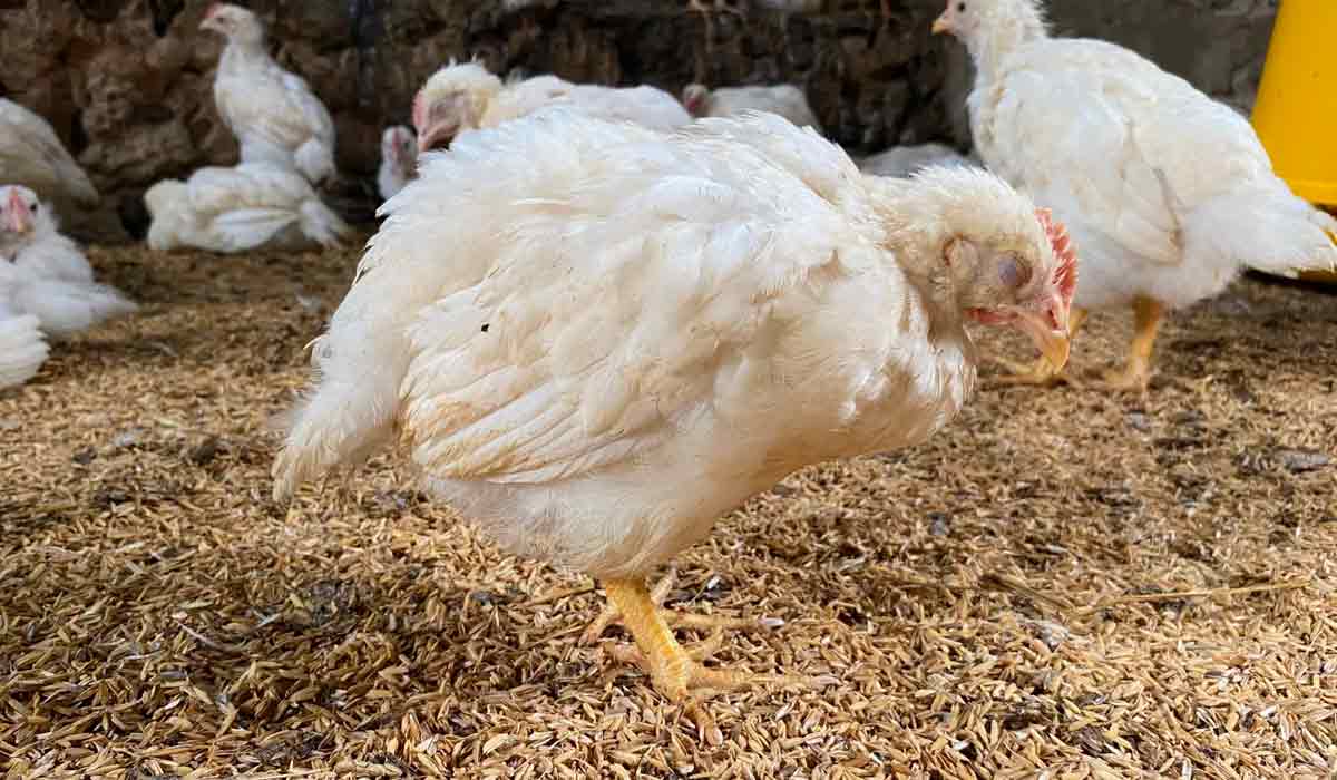 Frango afetado pela virulenta Doença de Newcastle