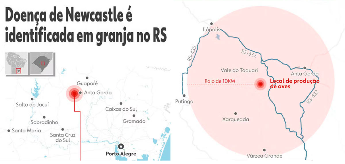 Doença de Newcastle identificada em aviário do RS - Ilustração: G1