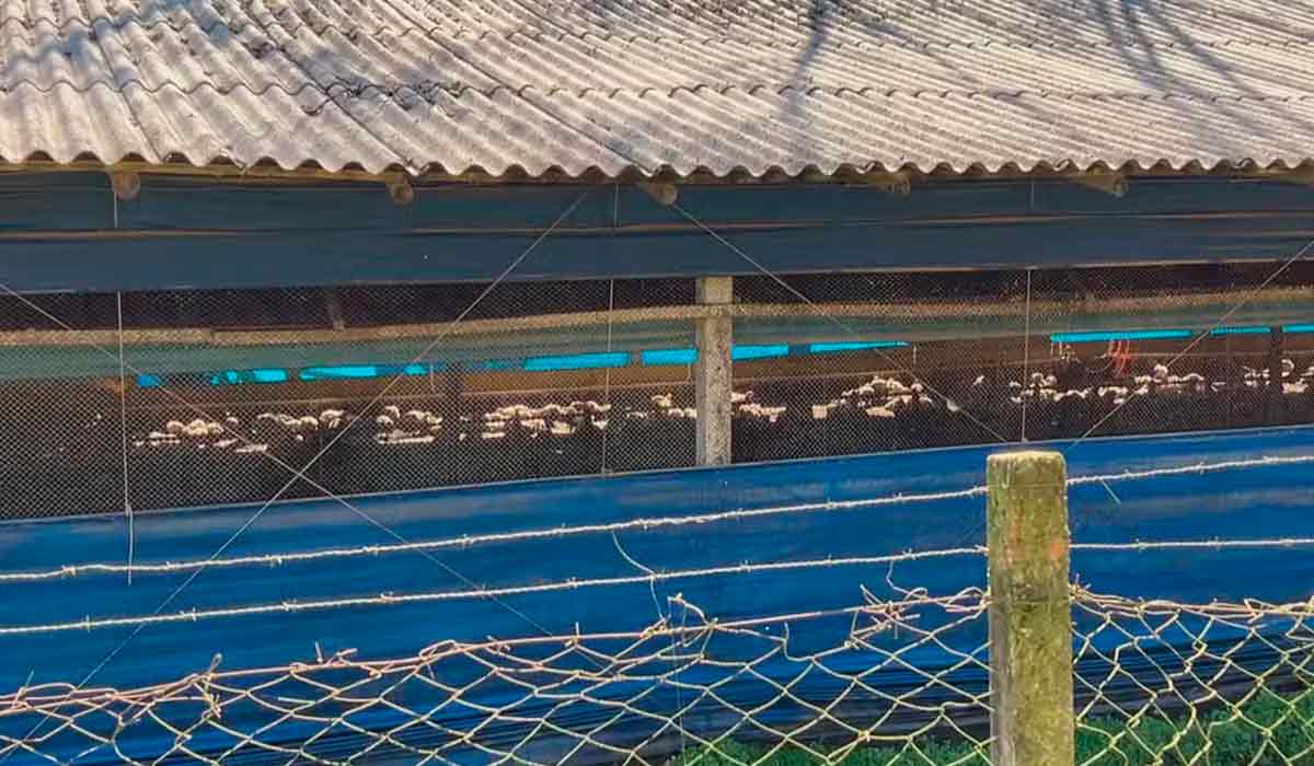 Granja onde foi identificado caso da doença de Newcastle em Anta Gorda - Foto: RBS TV