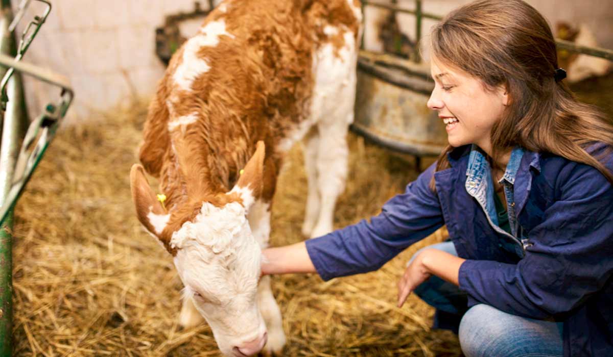 Médica Veterinária com um bezerro