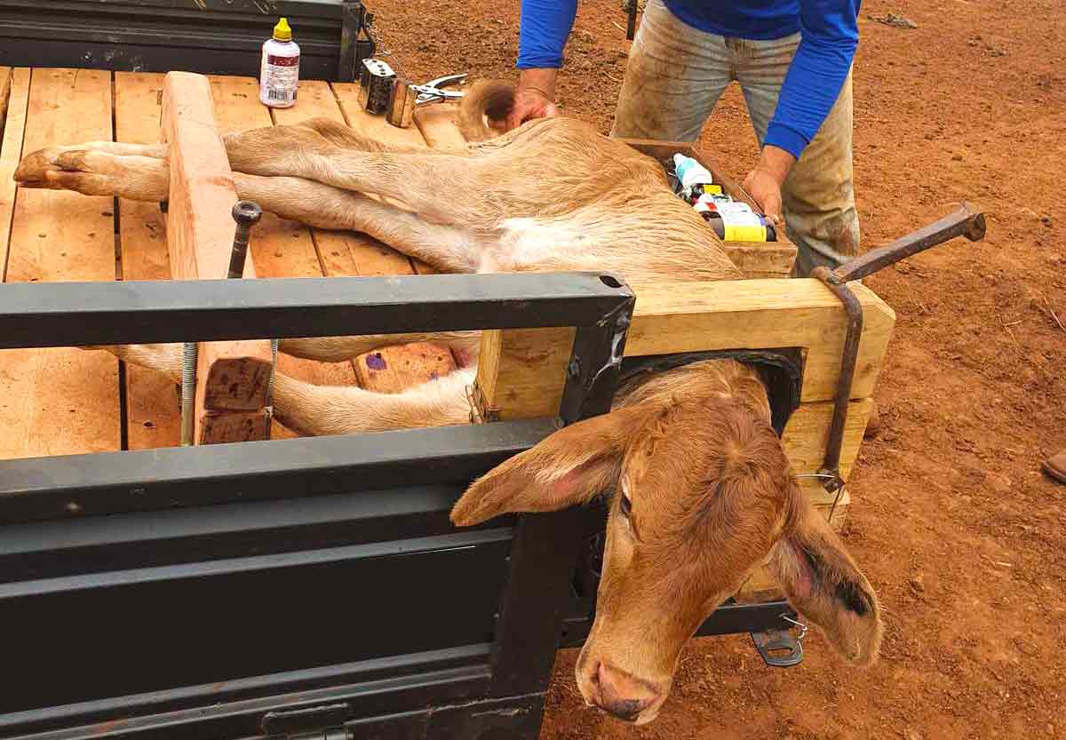 Técnico fazendo o trabalho da cura do umbigo com o emprego de mesa móvel de contenção de bezerros