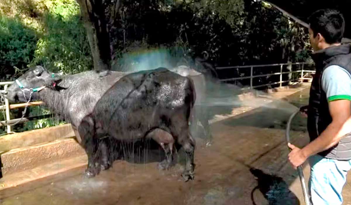 Búfala de Piquete, sp, , chamada "Soja da Mantiqueira", supera animal paquistanês e quebra recorde de litros de leite ordenhados - Foto: TV Vanguarda