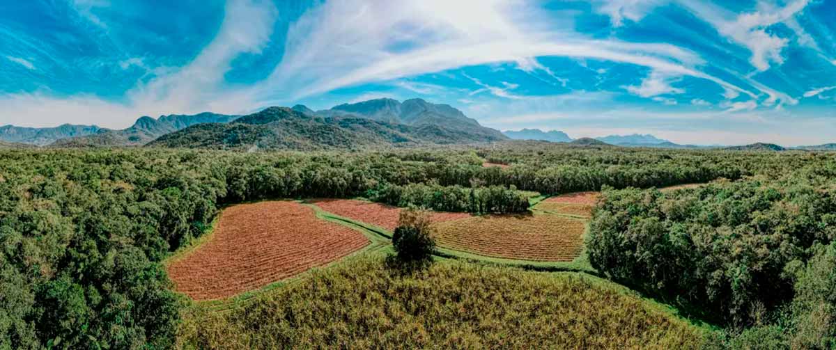 Plantio de cana da Agroecológica Marumbi, que faz a cachaça Porto Morretes