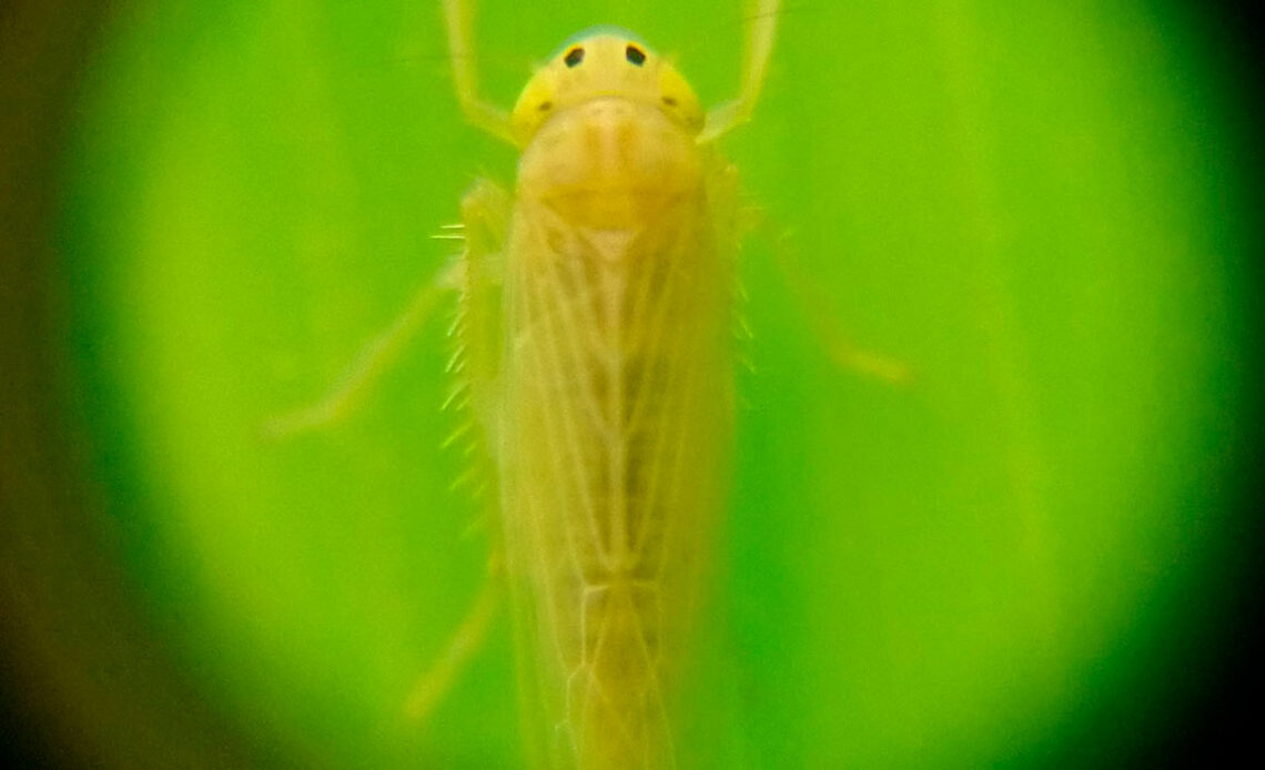 Cigarrinha do milho (Dalbulus maidis)